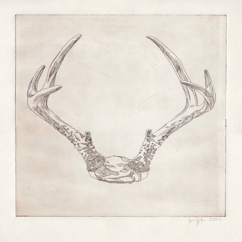 Deer skulls, Deer skull drawing and Skulls on Pinterest